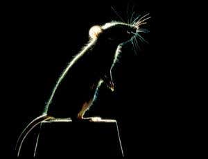 Sniffer mice have a nose for explosives