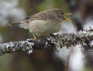 Evolution's X factor: Shuffling up new species