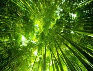 New Scientist. Science news and long reads from expert journalists, covering developments in science, technology, health and the environment on the website and the magazine.