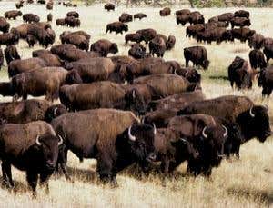 New Scientist. Science news and long reads from expert journalists, covering developments in science, technology, health and the environment on the website and the magazine.