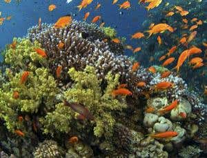 Coral 'whisperers' diagnose reef pollution woes