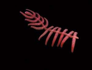 First animal to wear exoskeleton armour