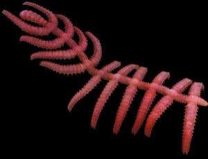 New Scientist. Science news and long reads from expert journalists, covering developments in science, technology, health and the environment on the website and the magazine.