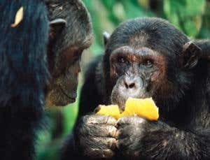 New Scientist. Science news and long reads from expert journalists, covering developments in science, technology, health and the environment on the website and the magazine.