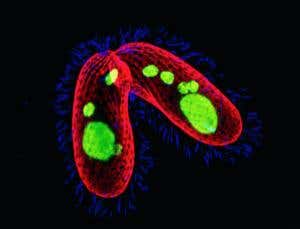 New Scientist. Science news and long reads from expert journalists, covering developments in science, technology, health and the environment on the website and the magazine.