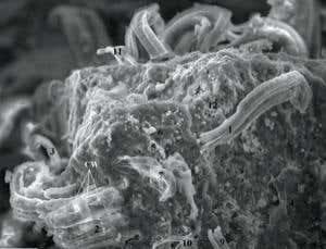 Alien-life claims spark monster mud-slinging