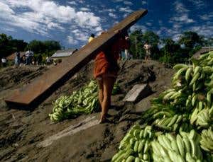 Wikileaks reveals endangered hardwood on sale in US