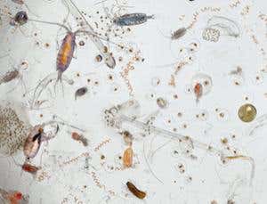 New Scientist. Science news and long reads from expert journalists, covering developments in science, technology, health and the environment on the website and the magazine.