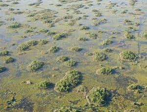 Everglades tree islands are prehistoric trash piles