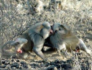 Female baboons are victims of domestic abuse