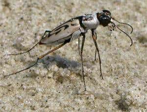 Beach beetle reinvents the wheel