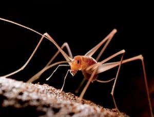 New Scientist. Science news and long reads from expert journalists, covering developments in science, technology, health and the environment on the website and the magazine.