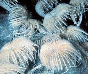 Lost world hints at life in the Mesozoic