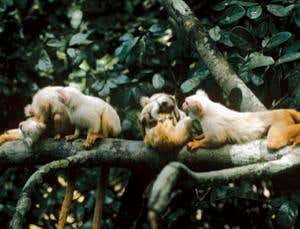 Kindergarten co-op: How babysitting made us brainy