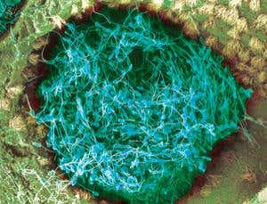 New Scientist. Science news and long reads from expert journalists, covering developments in science, technology, health and the environment on the website and the magazine.