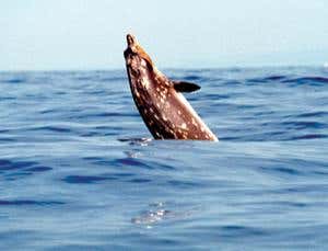 New Scientist. Science news and long reads from expert journalists, covering developments in science, technology, health and the environment on the website and the magazine.