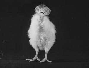 New Scientist. Science news and long reads from expert journalists, covering developments in science, technology, health and the environment on the website and the magazine.