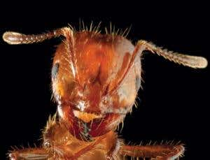 Online 3D insect sleuth tells friend from foe