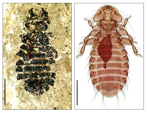 Megamenopon rasnitsyni (left) is a 44-million-year-old louse fossil, collected from the Eckfeld Maar crater near Manderscheid in Germany. It is a close relative of Holomenopon brevithoracicum (right), which parasitises the feathers of waterfowl