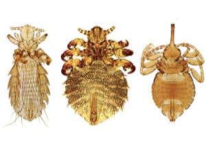 New Scientist. Science news and long reads from expert journalists, covering developments in science, technology, health and the environment on the website and the magazine.