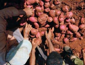 New Scientist. Science news and long reads from expert journalists, covering developments in science, technology, health and the environment on the website and the magazine.