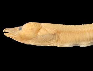 Zoologger: The African eel that travels light