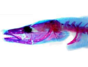 New Scientist. Science news and long reads from expert journalists, covering developments in science, technology, health and the environment on the website and the magazine.