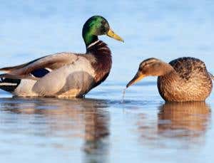 New Scientist. Science news and long reads from expert journalists, covering developments in science, technology, health and the environment on the website and the magazine.