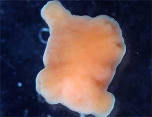 Six larvae for the price of one 