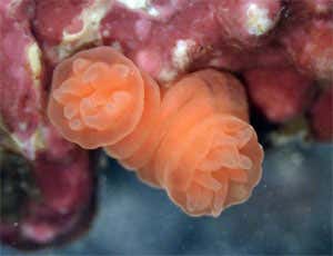 Another two-headed adult 