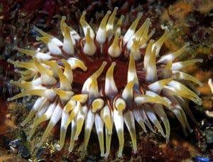 New Scientist. Science news and long reads from expert journalists, covering developments in science, technology, health and the environment on the website and the magazine.