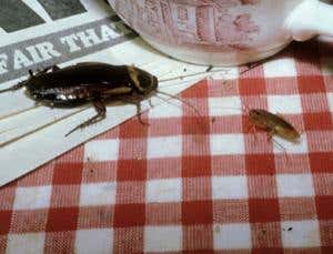 The secret superpower of the cockroach