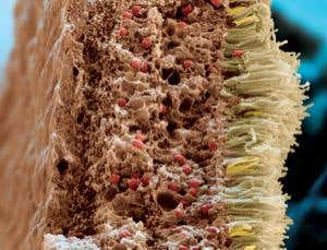 New Scientist. Science news and long reads from expert journalists, covering developments in science, technology, health and the environment on the website and the magazine.