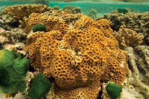 New Scientist. Science news and long reads from expert journalists, covering developments in science, technology, health and the environment on the website and the magazine.