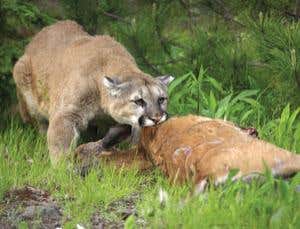 On mountain lion patrol in the California wilds