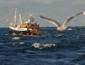 Unnatural selection: Fish growing up fast