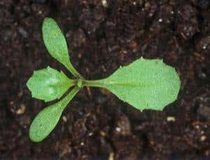 Unnatural selection: Wily weeds outwit herbicides