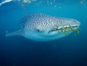 New Scientist. Science news and long reads from expert journalists, covering developments in science, technology, health and the environment on the website and the magazine.