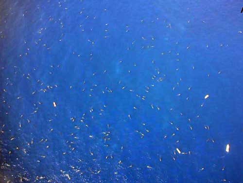 Zoologger: Flashmob gathering of world's largest fish