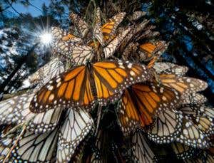 Photo competition: Migration