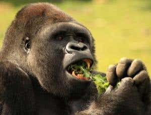 First evidence that gorillas pass on traditions