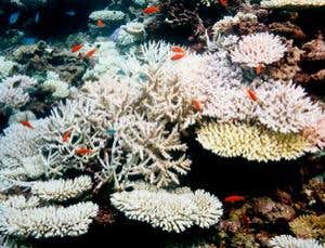 New Scientist. Science news and long reads from expert journalists, covering developments in science, technology, health and the environment on the website and the magazine.