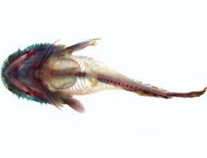 New Scientist. Science news and long reads from expert journalists, covering developments in science, technology, health and the environment on the website and the magazine.