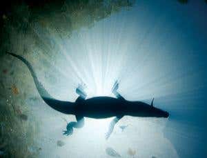 New Scientist. Science news and long reads from expert journalists, covering developments in science, technology, health and the environment on the website and the magazine.