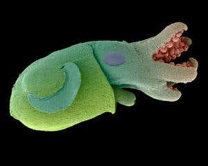 New Scientist. Science news and long reads from expert journalists, covering developments in science, technology, health and the environment on the website and the magazine.