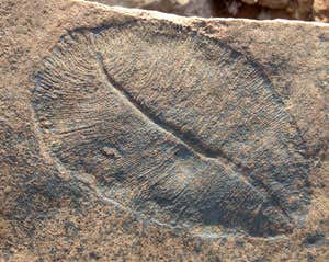 Oxygen oases saved first animals from asphyxiation