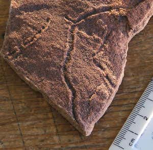 Ediacaran trace fossil