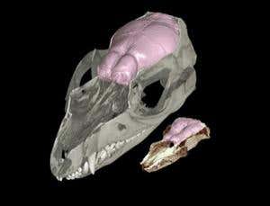 New Scientist. Science news and long reads from expert journalists, covering developments in science, technology, health and the environment on the website and the magazine.