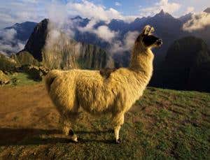 Llama muck and maize revolution drove Inca success