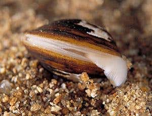 New Scientist. Science news and long reads from expert journalists, covering developments in science, technology, health and the environment on the website and the magazine.